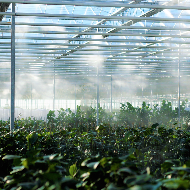 a greenhouse filled with lots of green plants