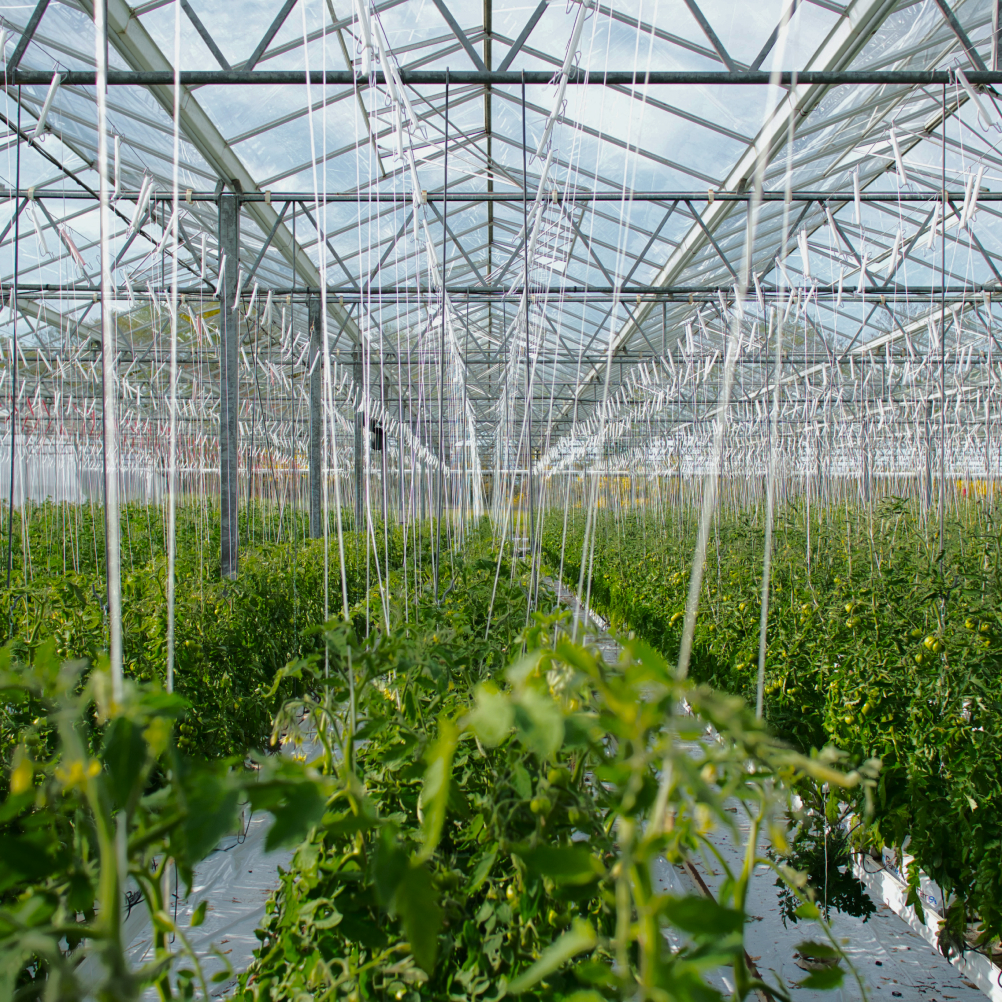 Inside large greenhouse
