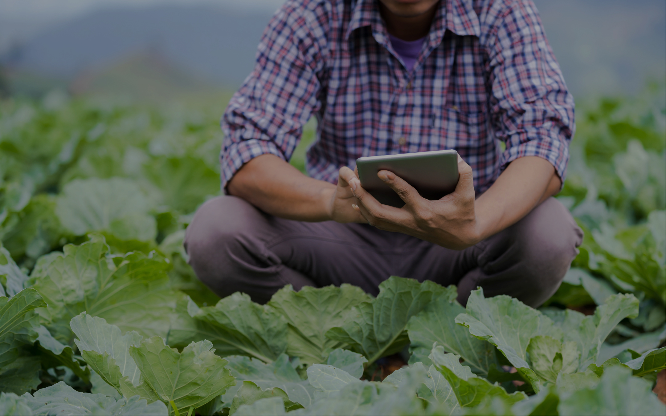Crop man browsing tablet while monitoring temperature in greenhouse