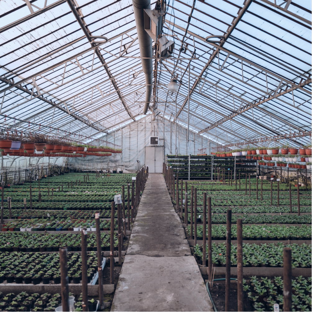 Inside of a large, glass greenhouse